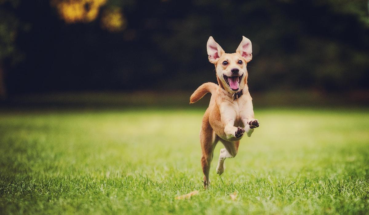 How to Train Your Dog to Your Wireless Dog Fence?