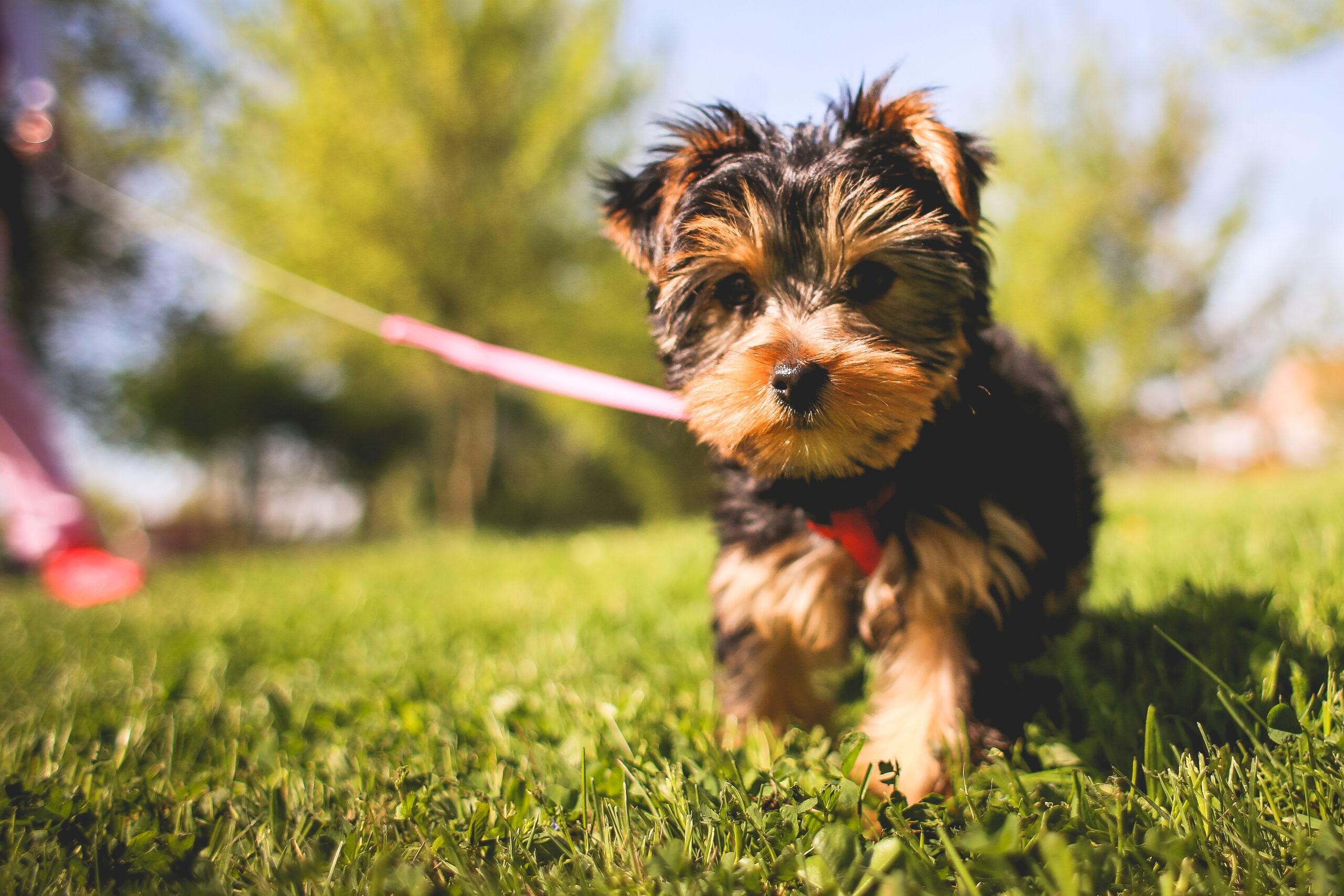 How to choose the right wireless dog fence for your yard?