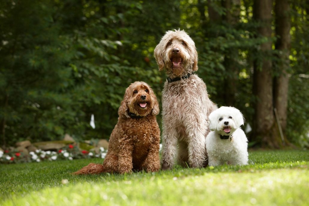 Used wireless dog fence Buyer’s Guide & Resources
