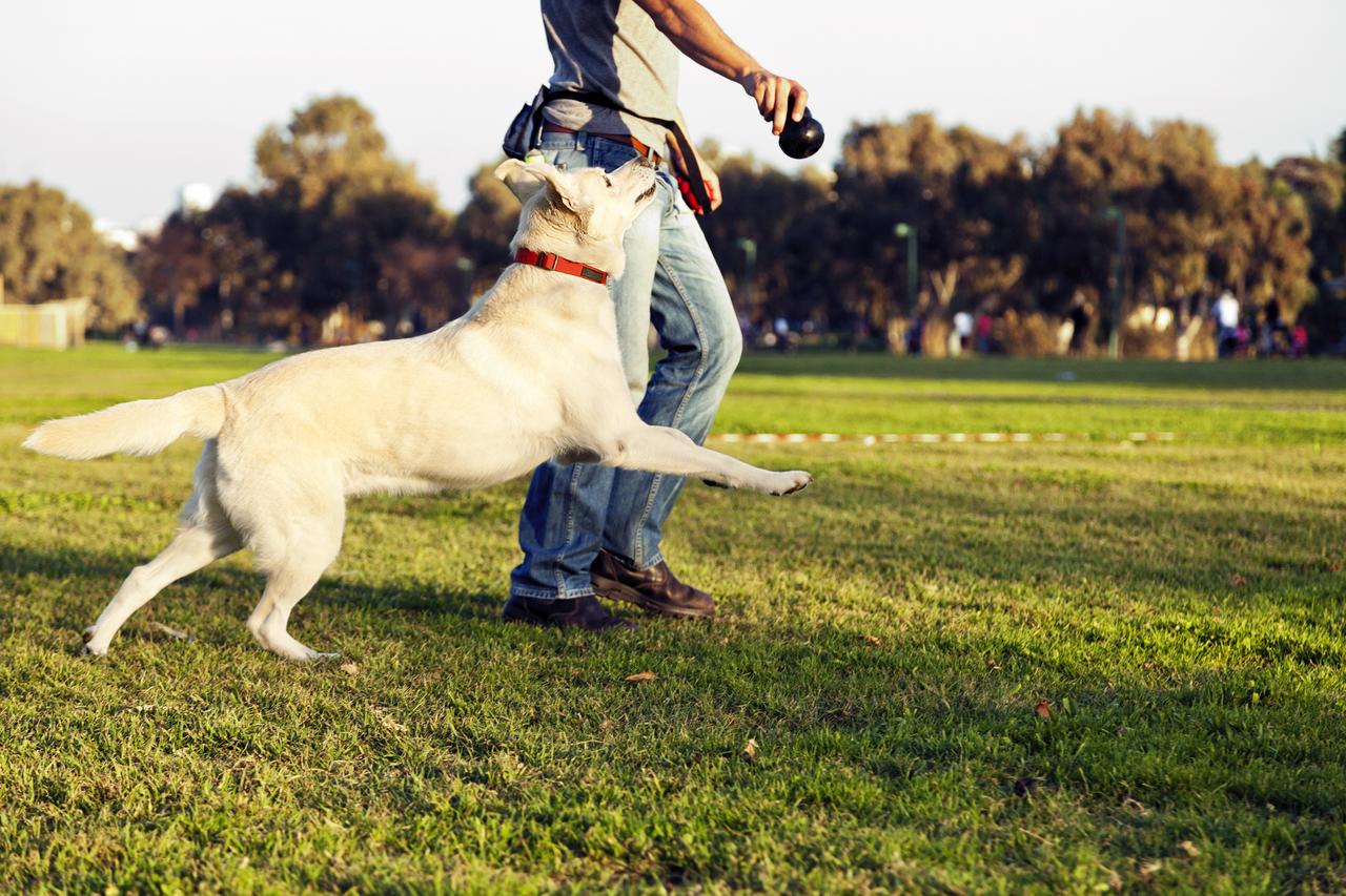 What Are the Best Wireless Dog Fence Brands? We Reveal The Top 4