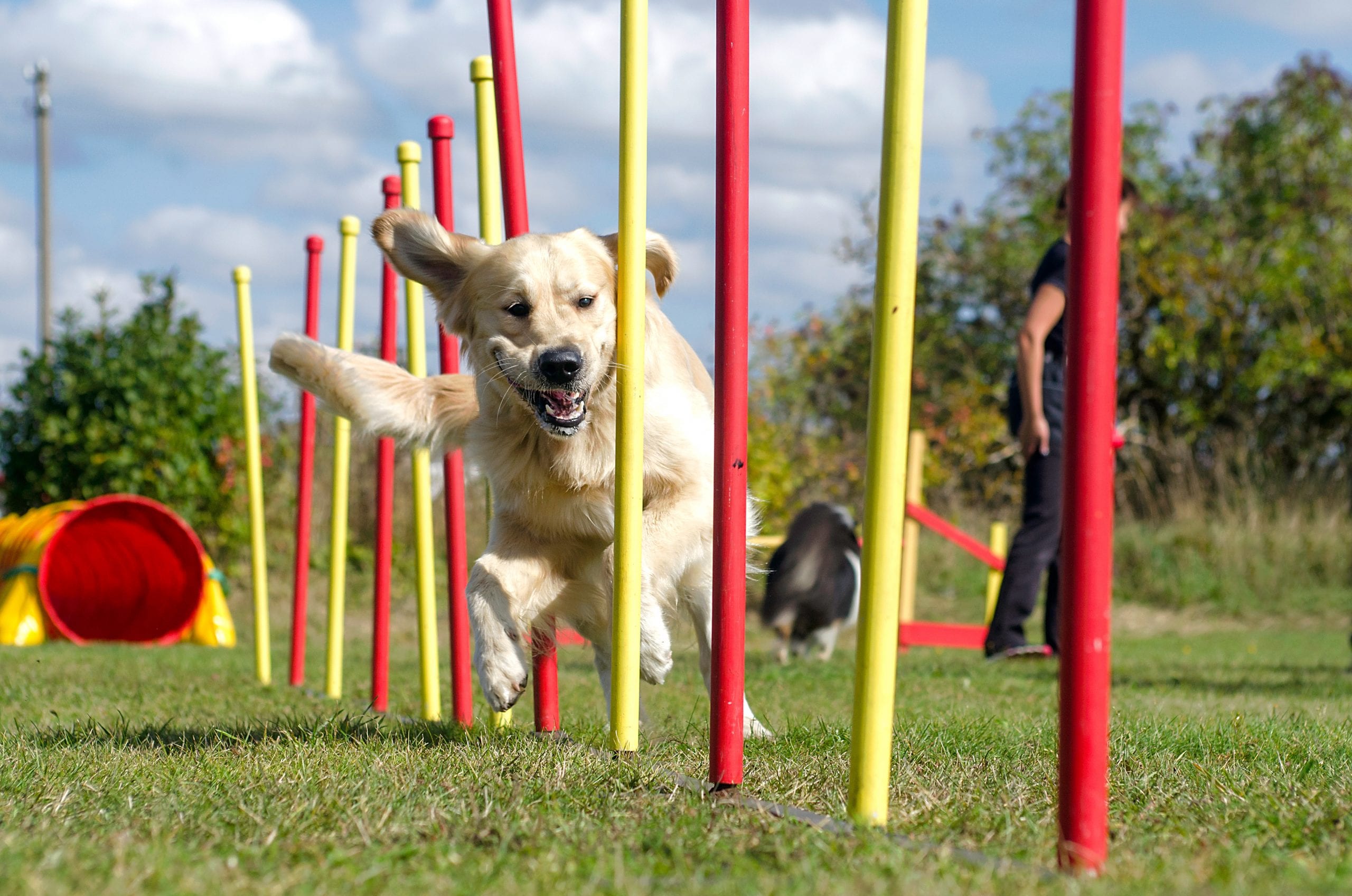 Agility - dog sport with fun factor