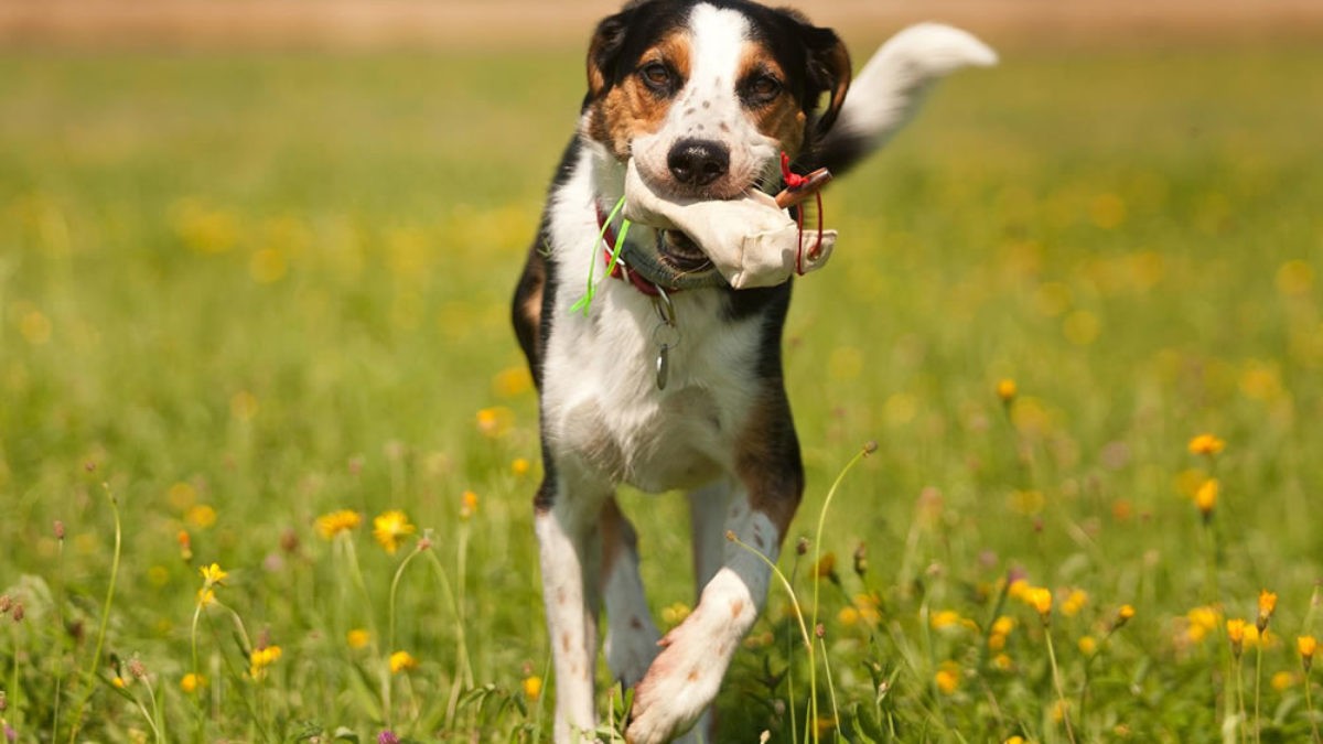 Anti-hunting training