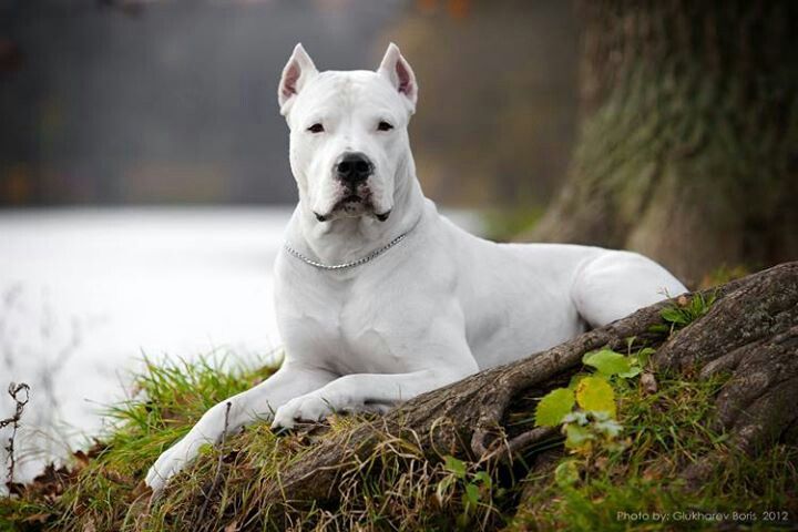 Argentine Dogo