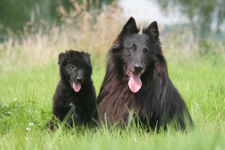 Belgian shepherd dog