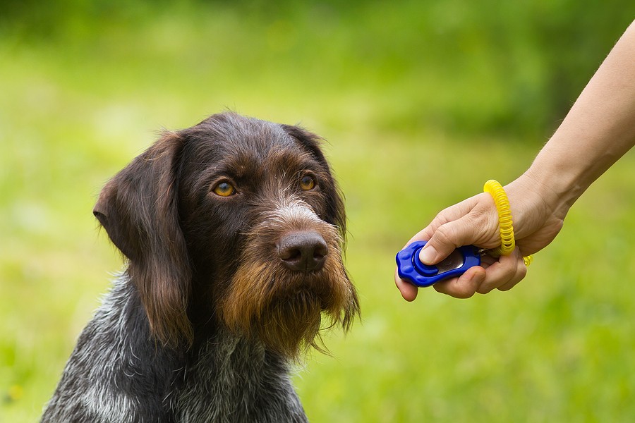 Clicker for the dog