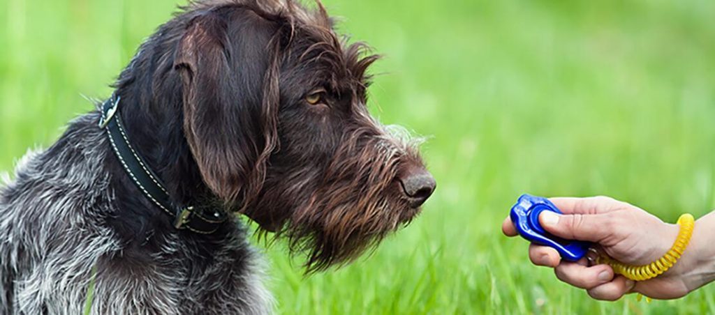 Dog clicker training