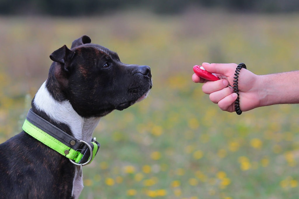 Dog clicker training