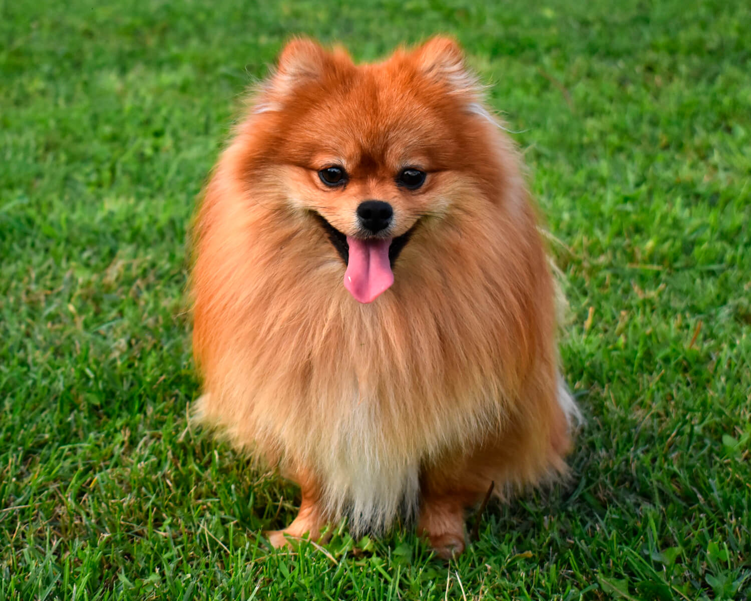 Dwarf spitz