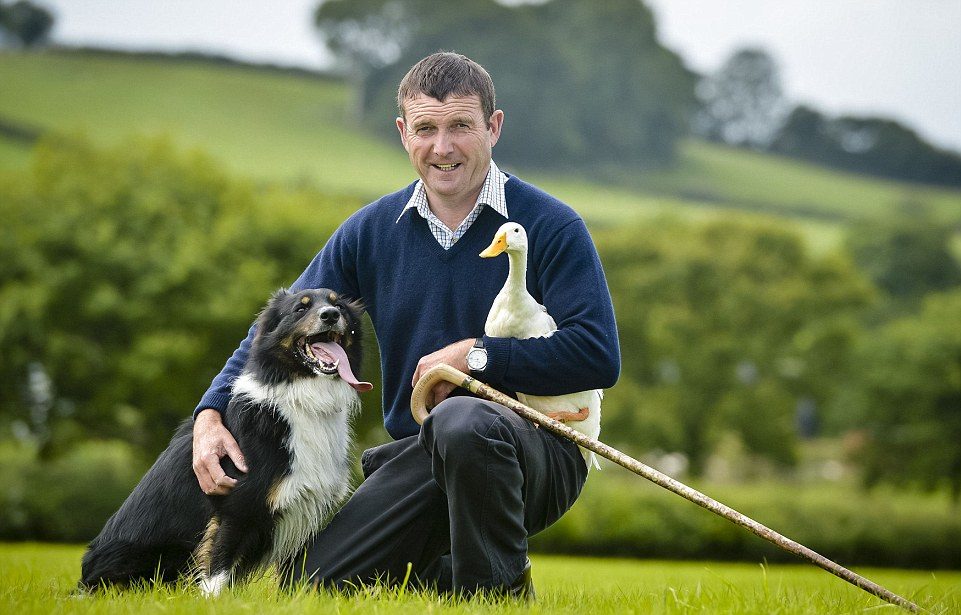 Herding and driving dogs