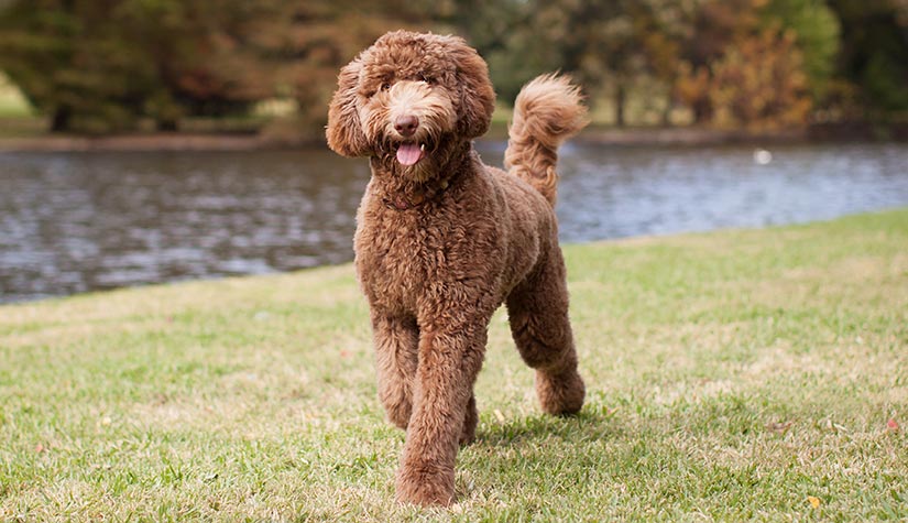 Labradoodle