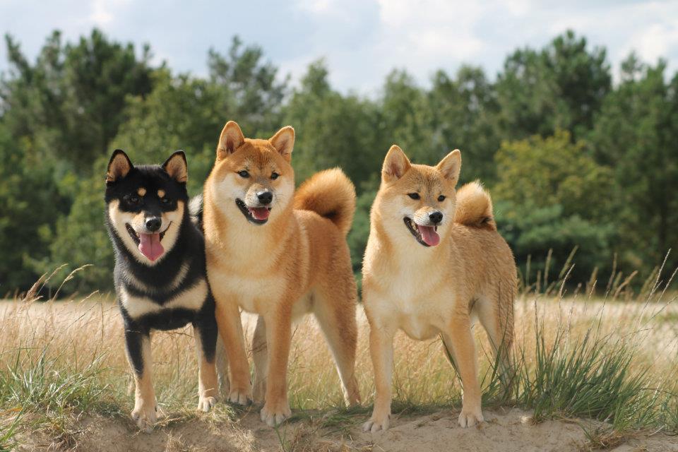 Shiba Inu