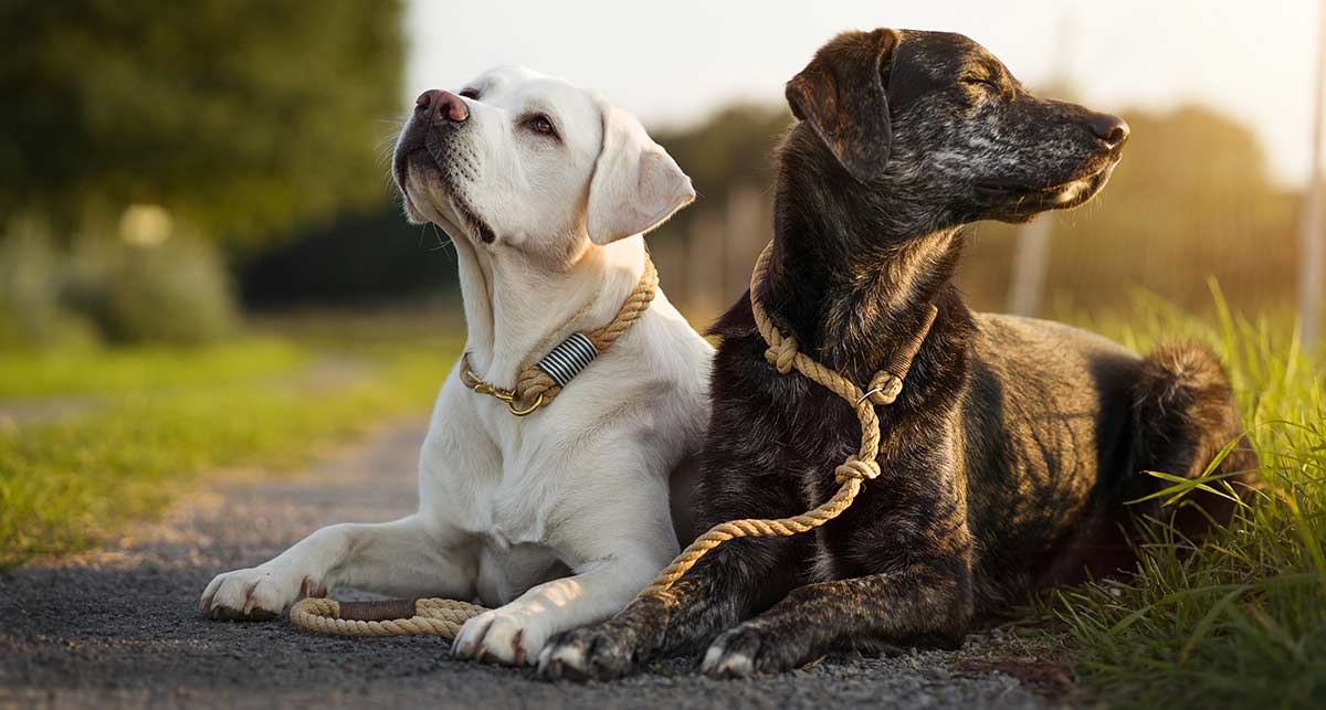 Strengthen the bond between two-legged and four-legged friends