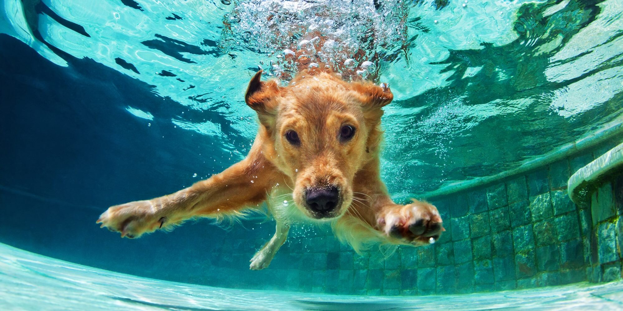 The dog learns to swim