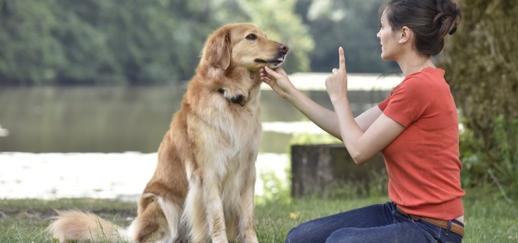 What criteria should a good dog school meet