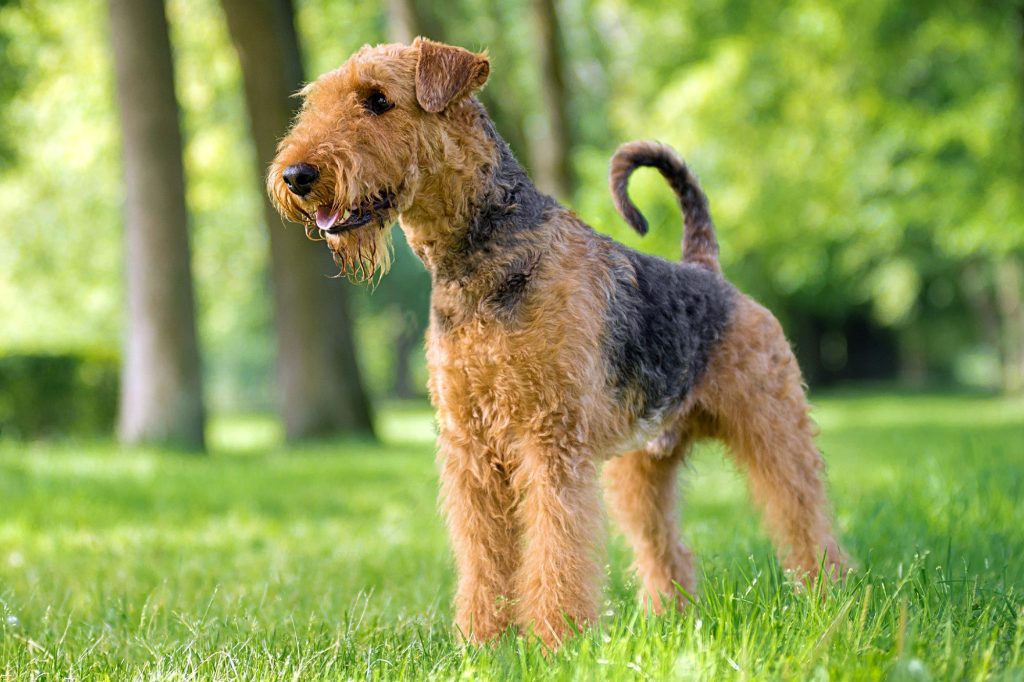 Airedale Terrier