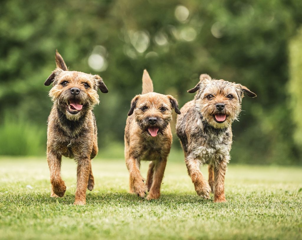 Border Terrier