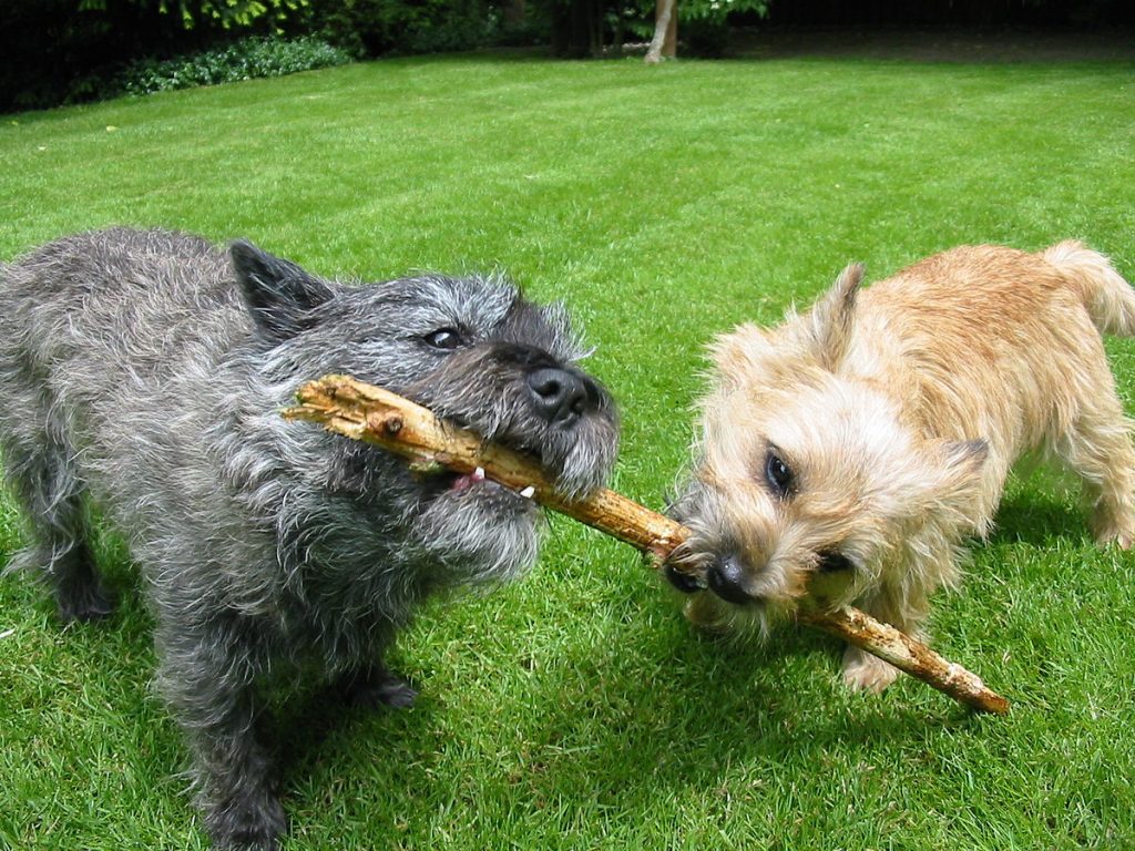 Cairn Terrier