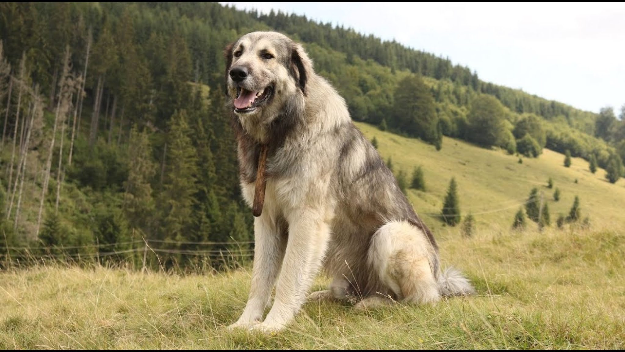 Romanian Dog Breeds - Life My Dog