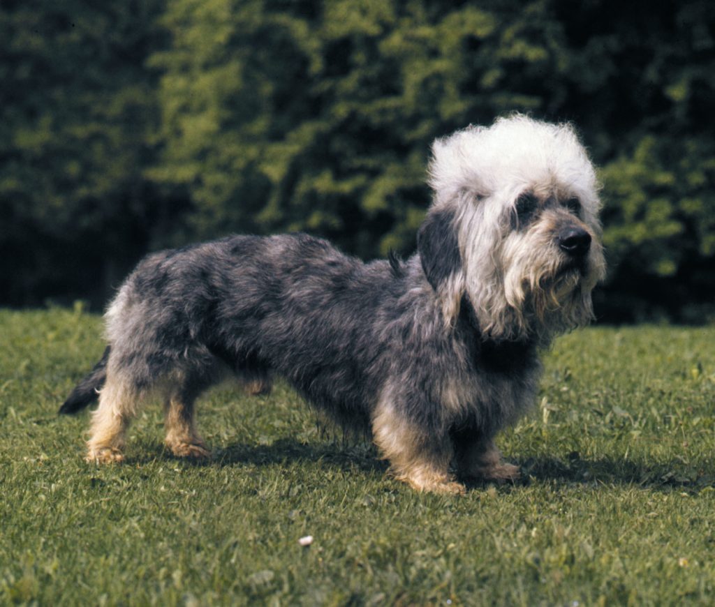 Dandie Dinmont Terrier