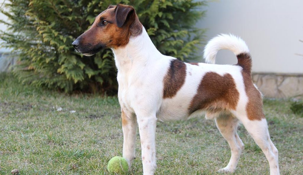 Fox Terrier Smooth Coat