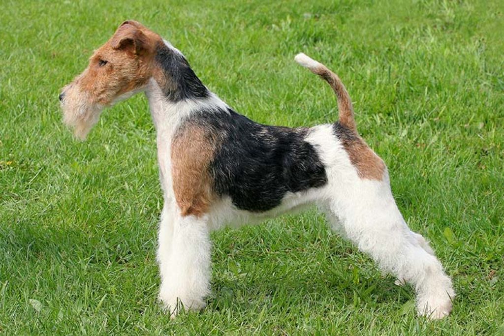 Fox Terrier Wirehaired