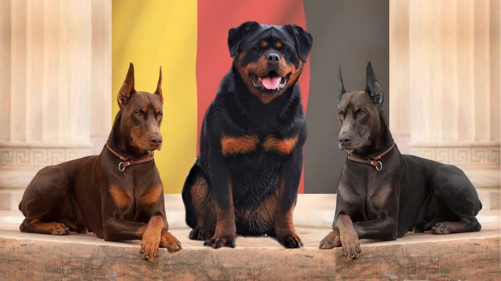 German Dog Breeds