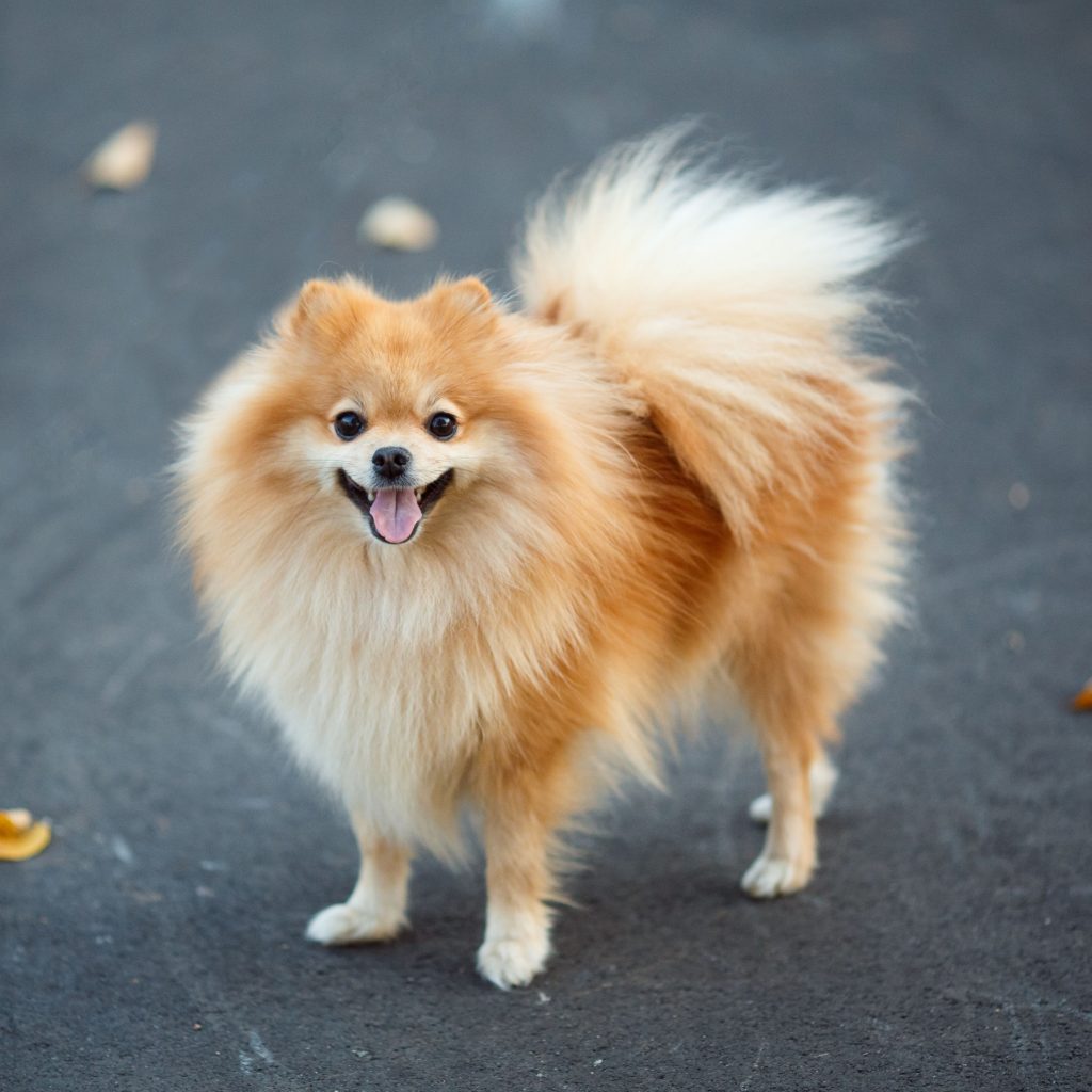 German Dwarf Spitz