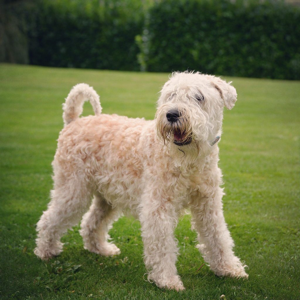 Irish Soft Coated Wheaten Terrier