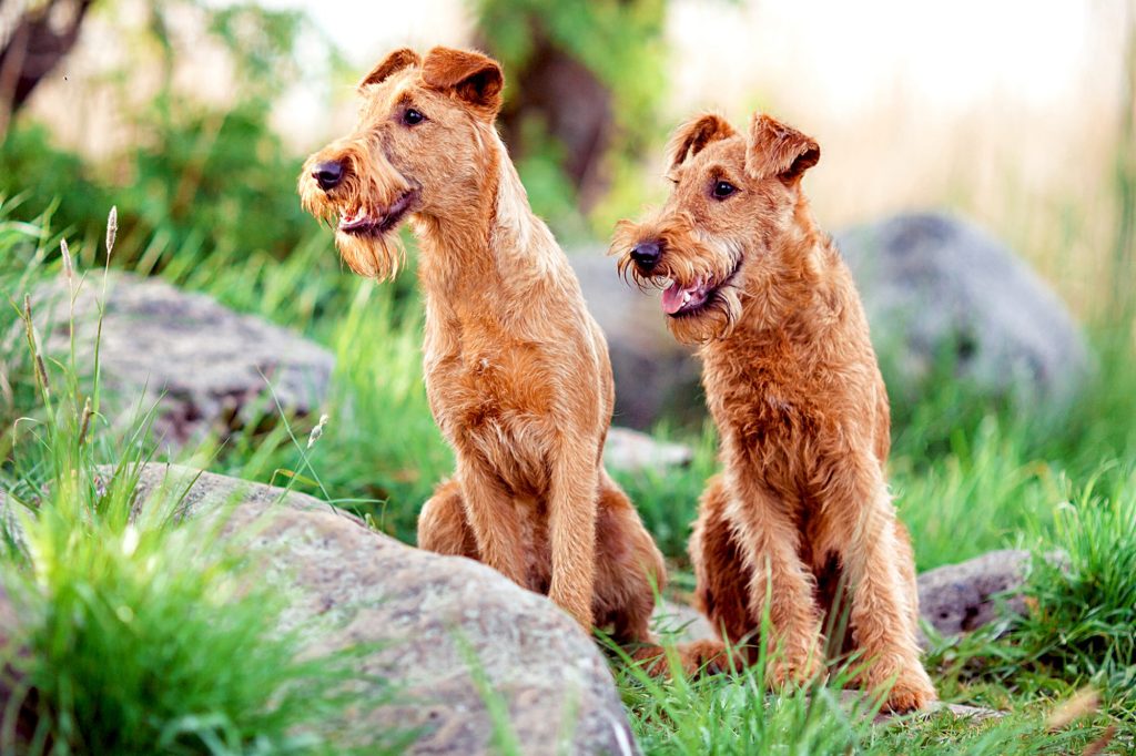 Irish Terrier