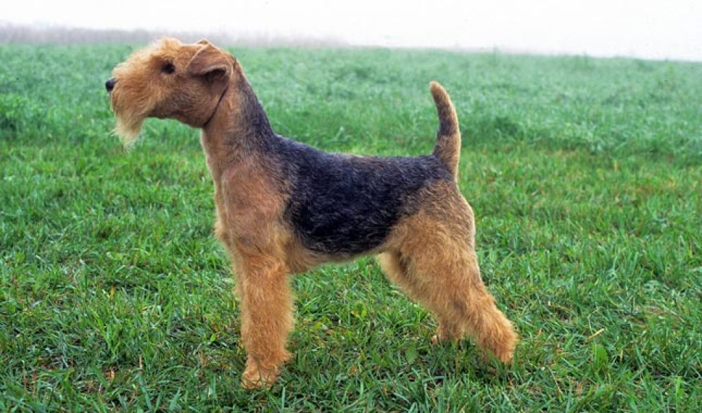 Lakeland Terrier