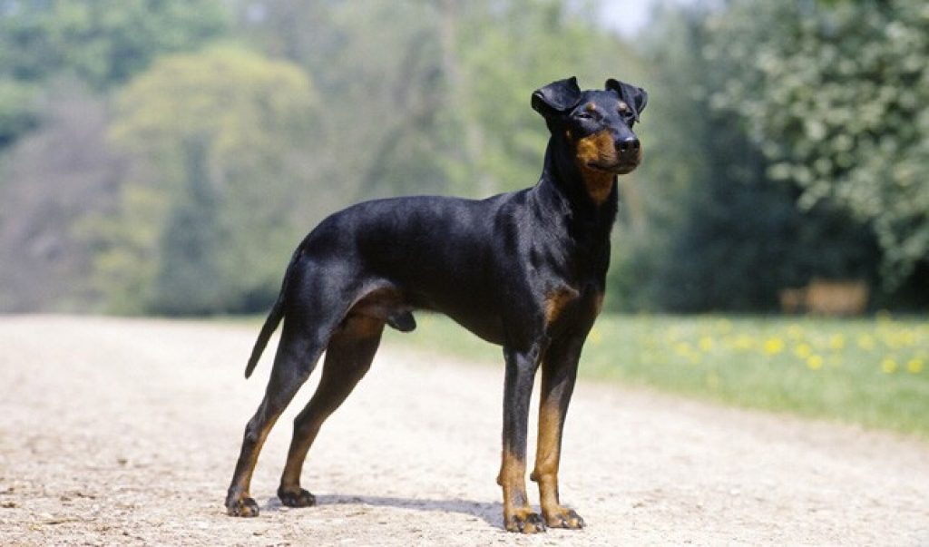 Manchester Terrier