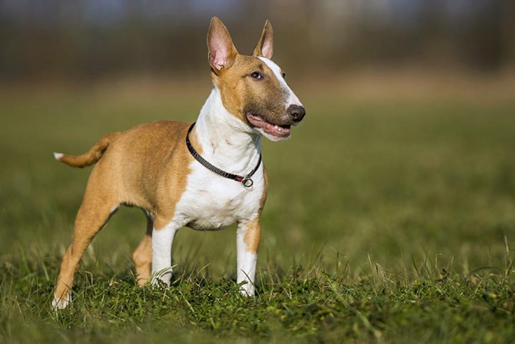 Miniature Bull Terrier