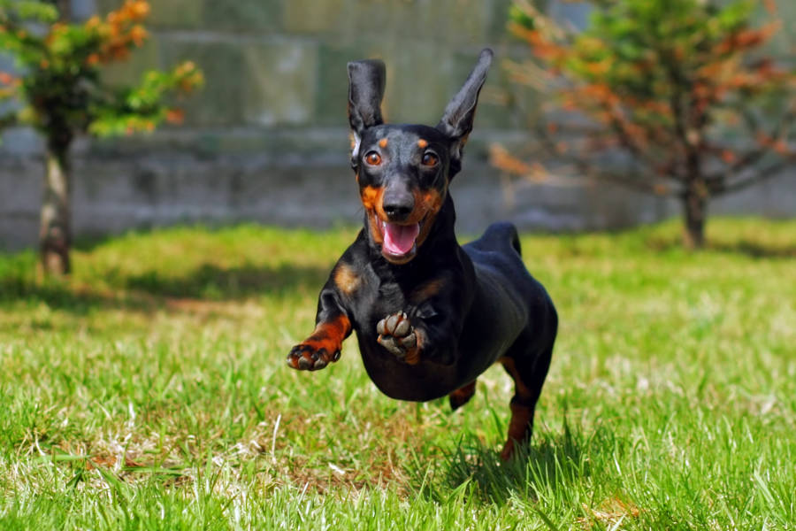 Miniature Dachshund