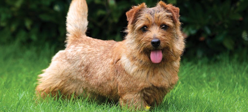 Norfolk Terrier