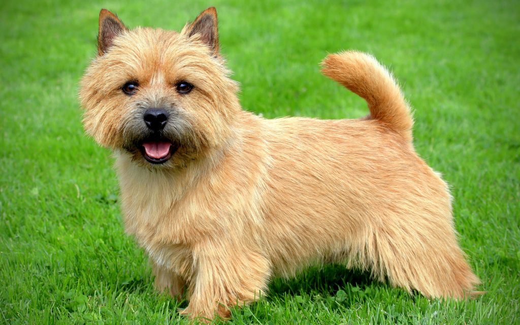 Norwich Terrier