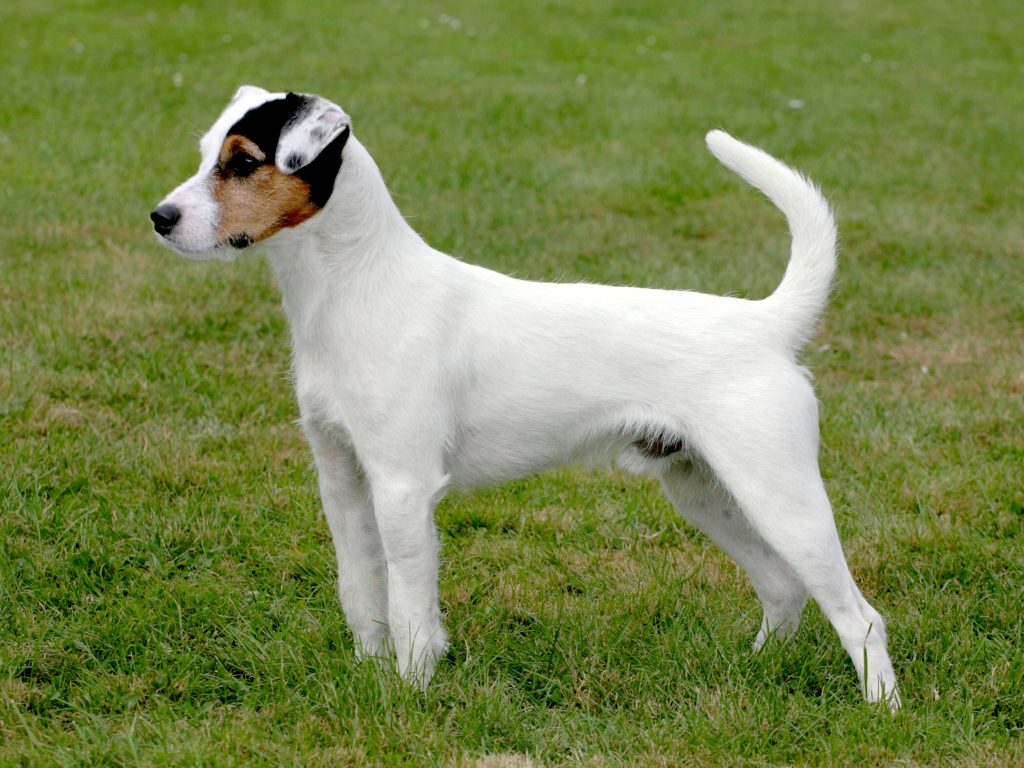 Parson Russell Terrier