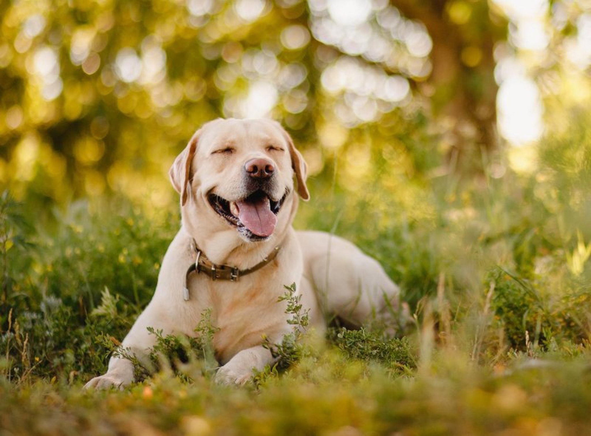 Popular Dog Breeds Life My Dog