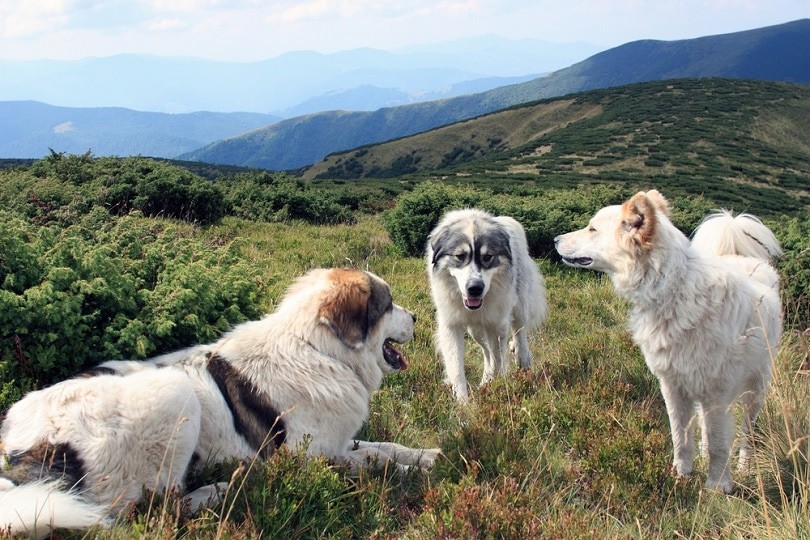 Romanian Dog Breeds