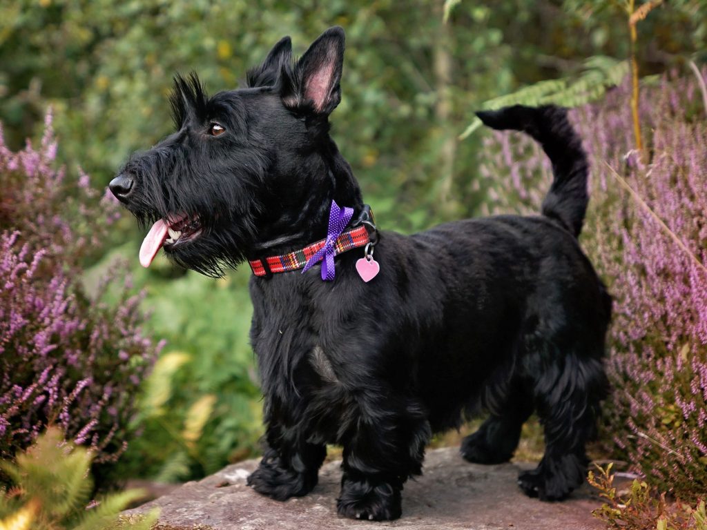 Scottish Terrier