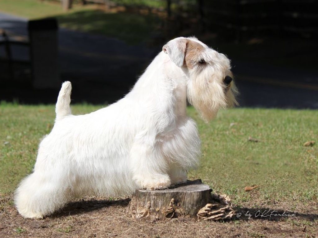 Sealyham Terrier