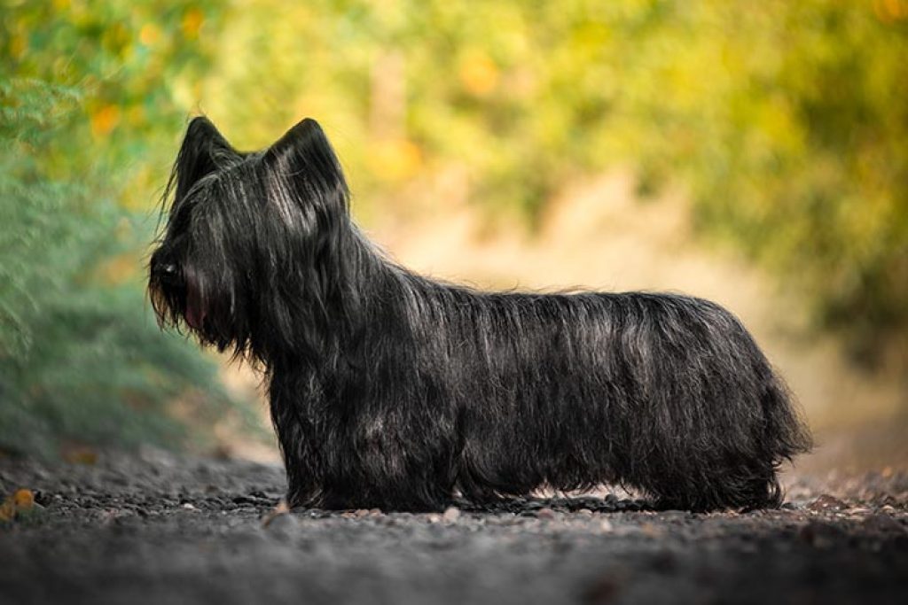 Skye Terrier