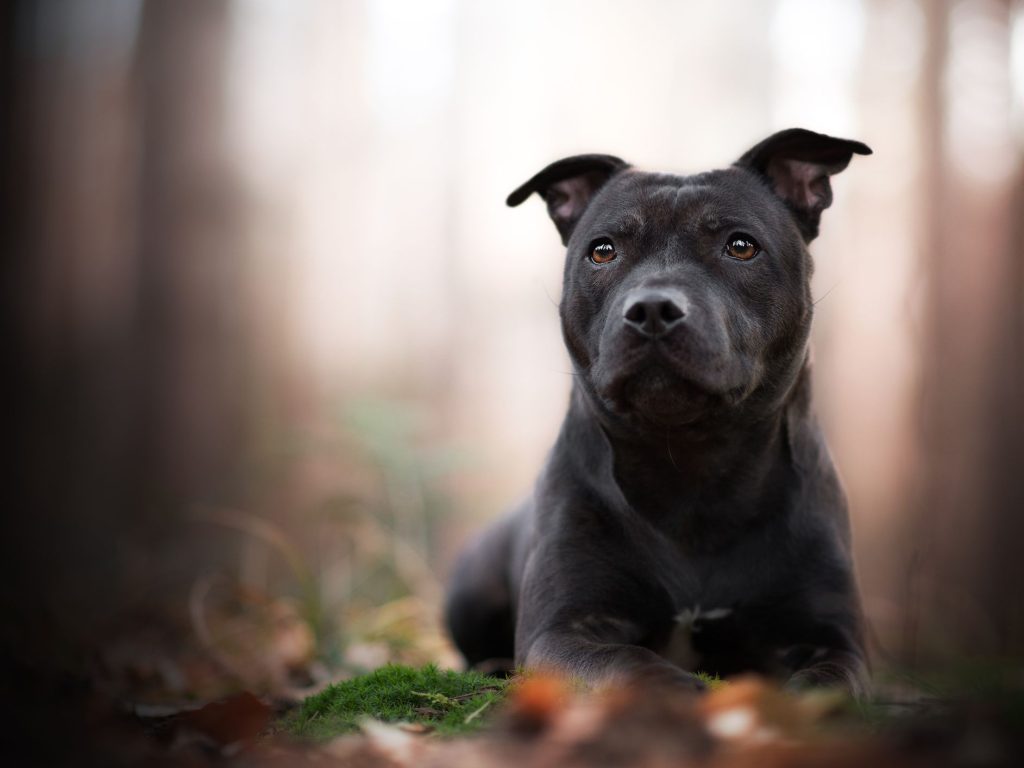 Staffordshire Bull Terrier