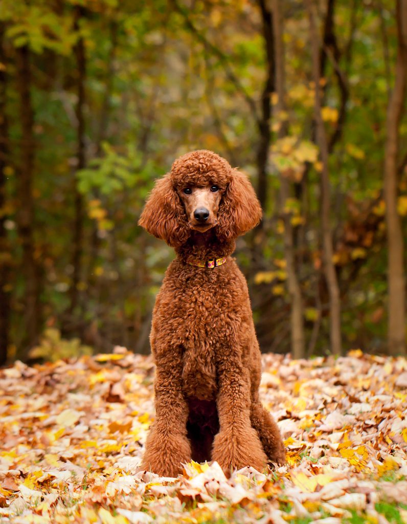 Standard Poodle