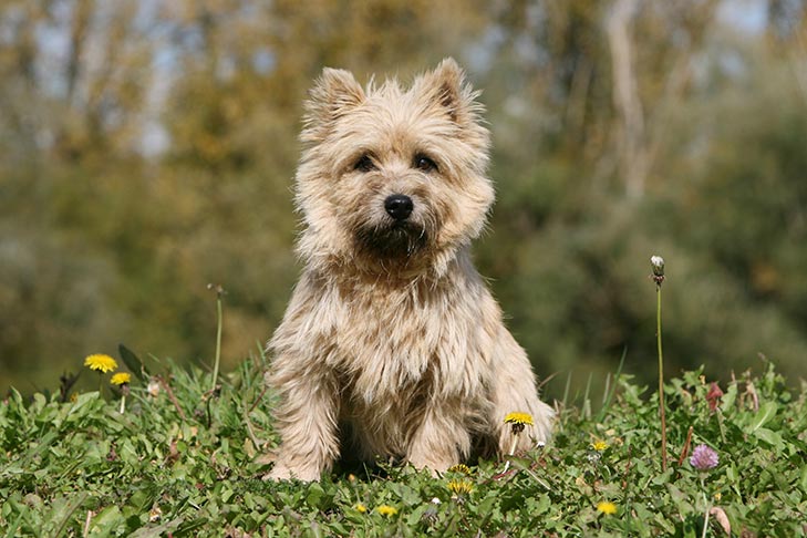 Terrier Dog breed