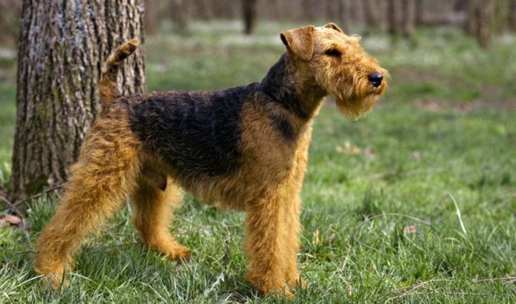 Welsh Terrier