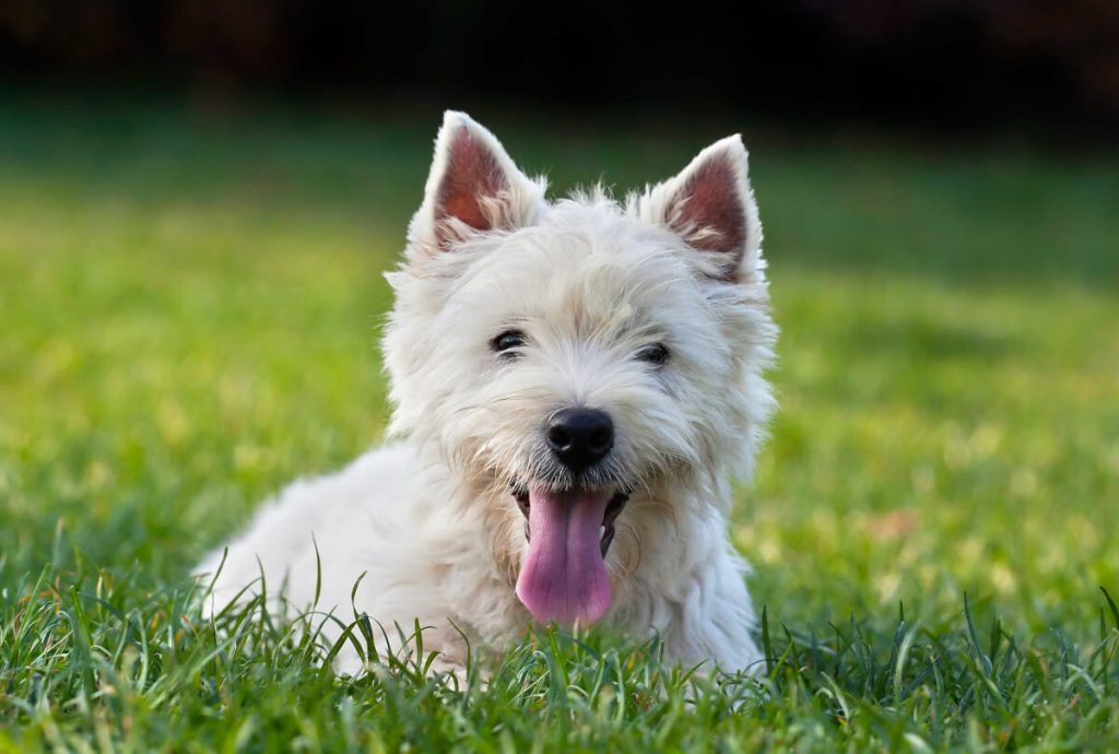 West Highland White Terrier