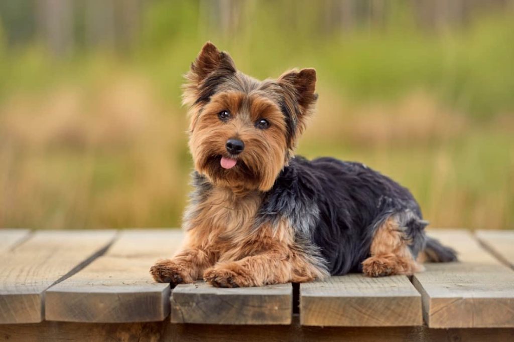 Yorkshire Terrier