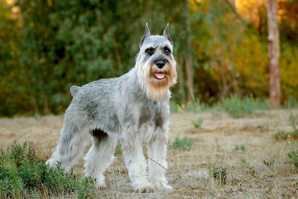 Standard Schnauzer