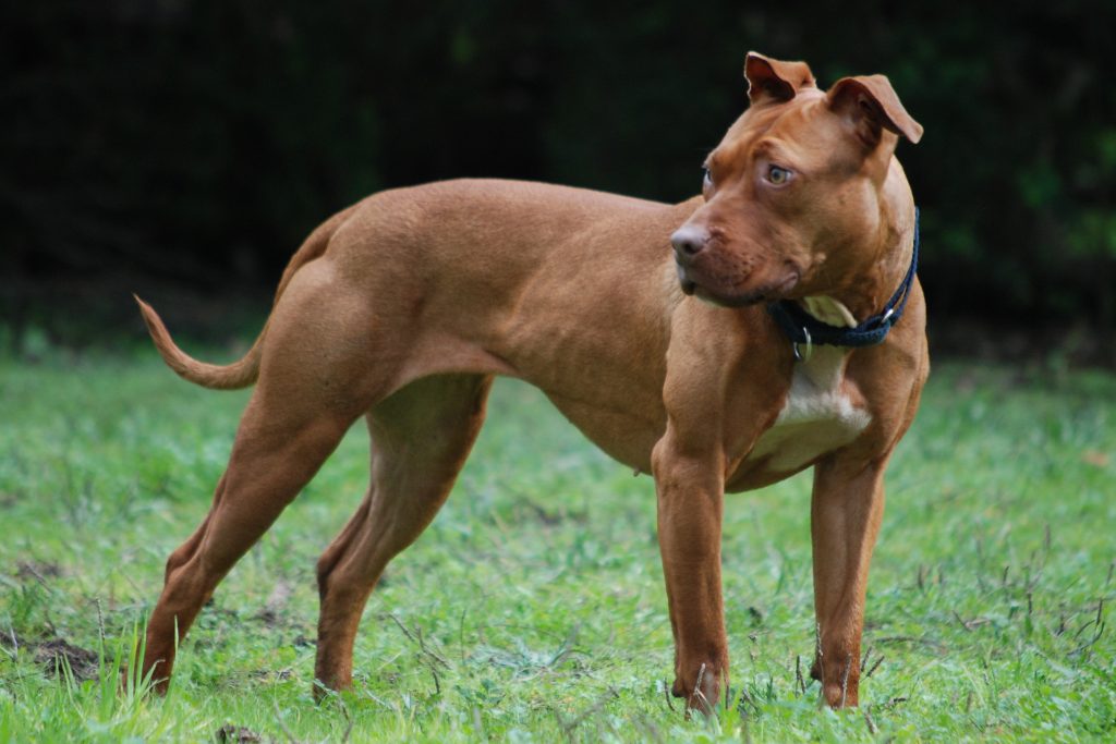 American Pitbull Terrier