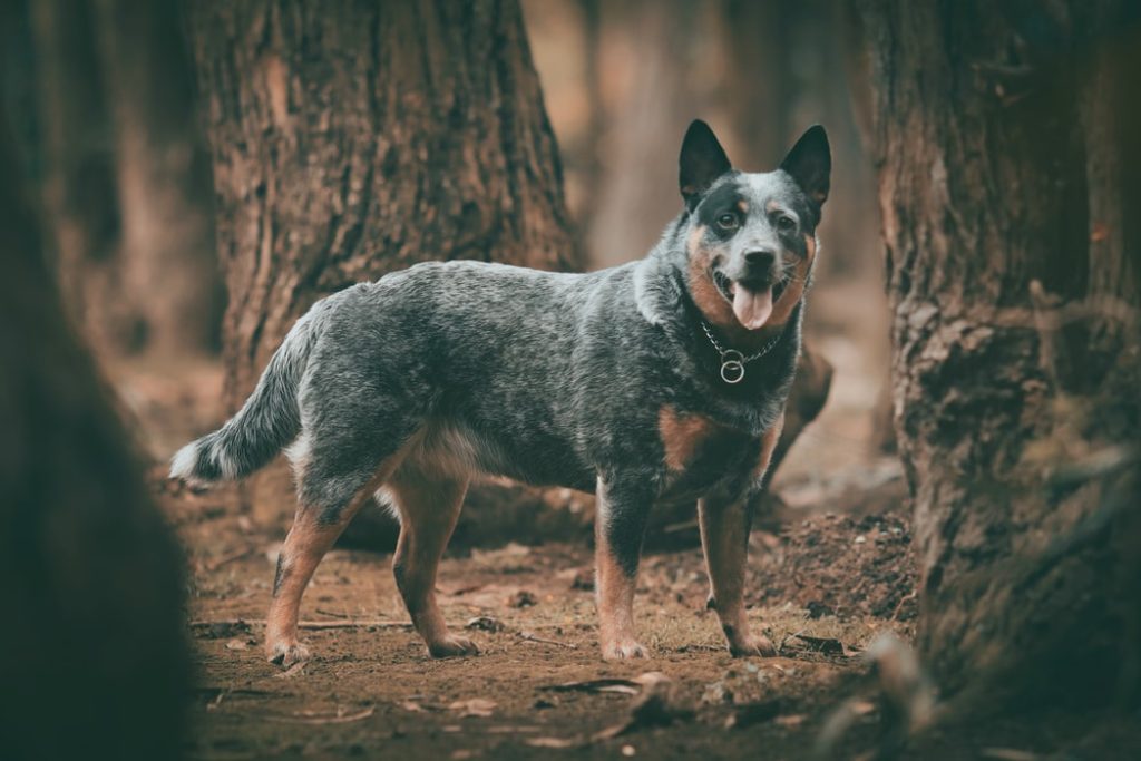 Australian Cattle Dog